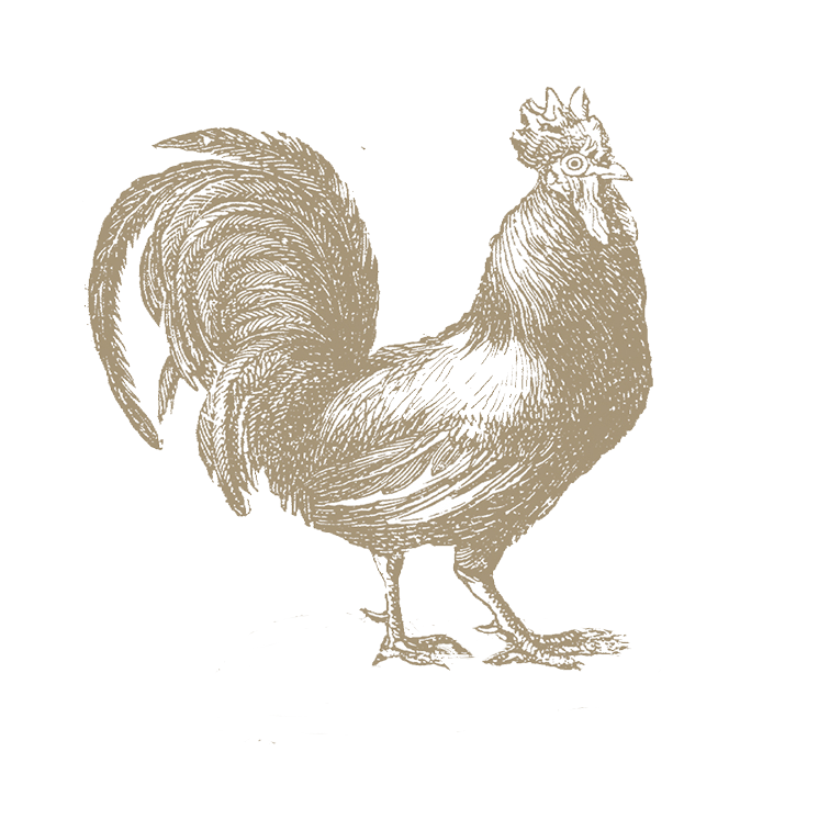 POLLO